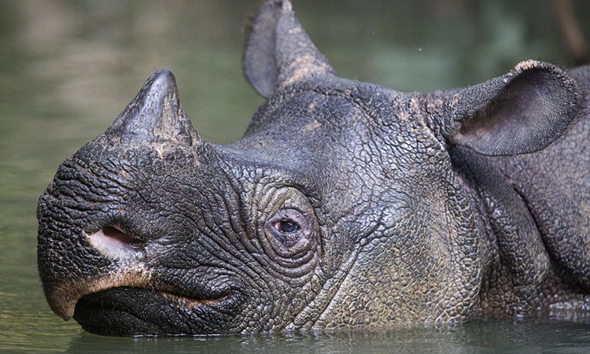 фото носорога в воде